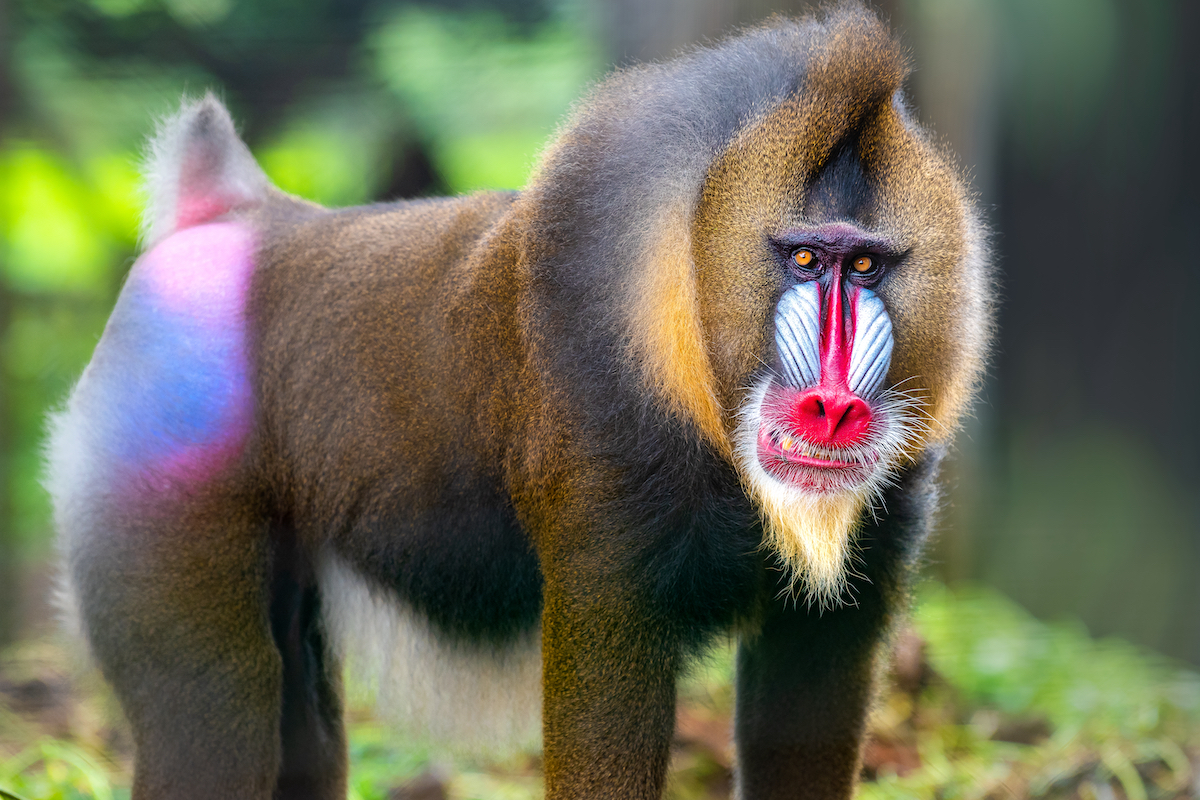 baboon monkey with colorful face and butt in forest