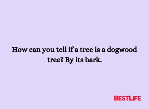 How can you tell if a tree is a dogwood tree? By its bark. 