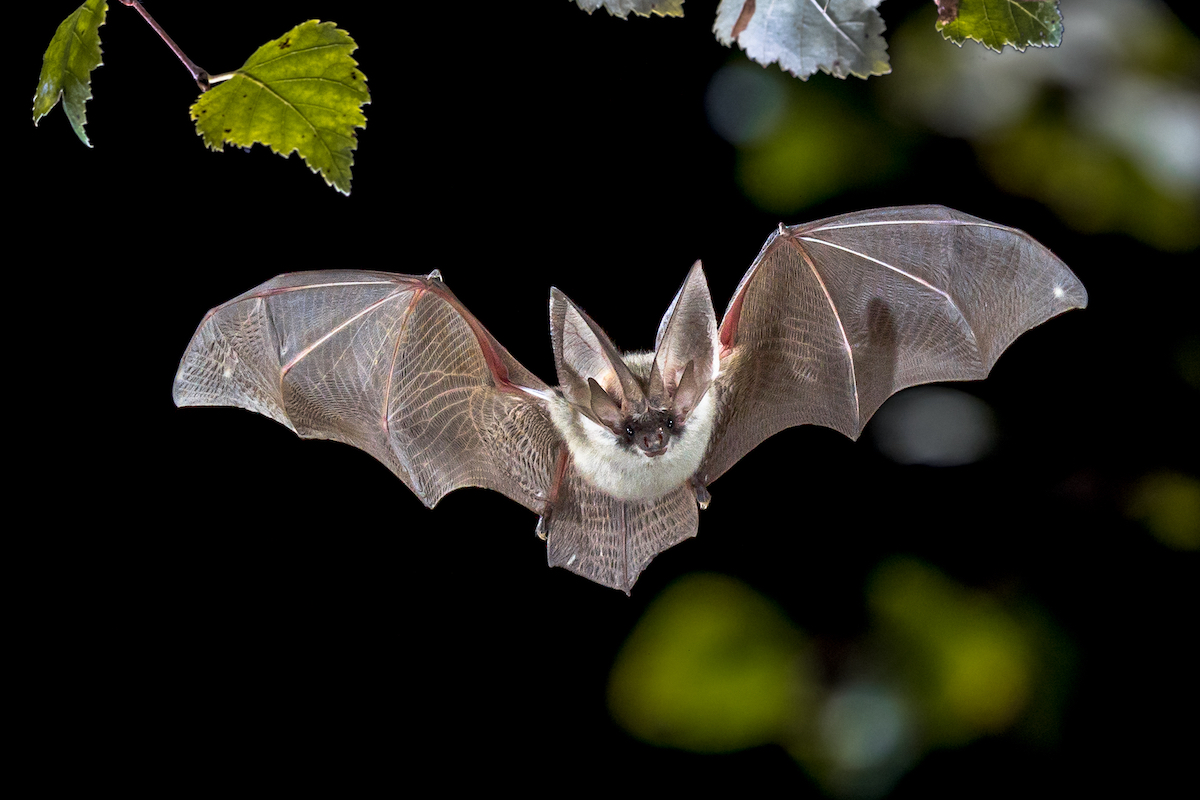 bat flying through the night air