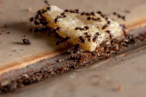 Big-headed Ants on piece of food