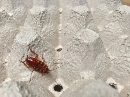 how to get rid of cockroaches - brown-banded cockroach