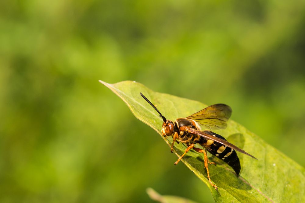 A cicada killer wasp sitting on a leaf