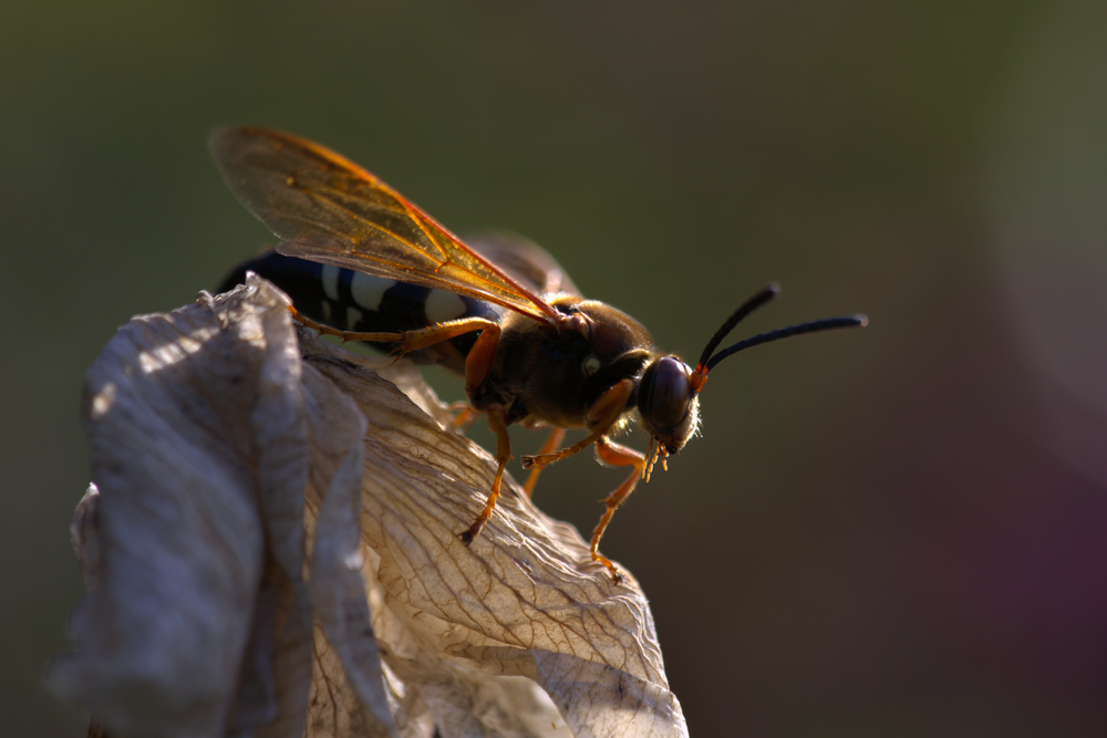 A close up of a cicada killer wasp sitting on top of a dried leaf