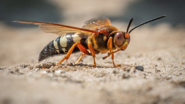 A close up of a Cicada Killer Wasp on the ground