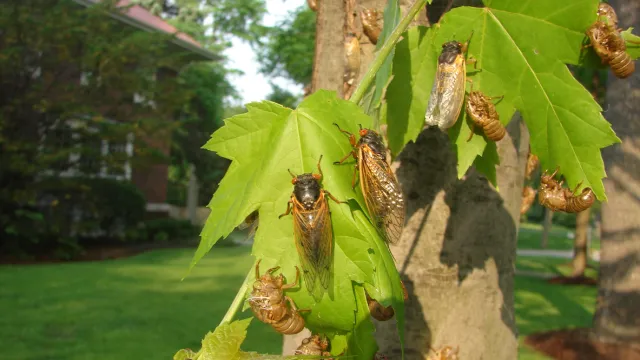 Close up of cicadas on a tree with large leaves with a house in the background