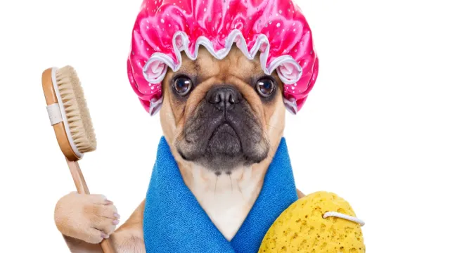 french bulldog dog having a spa or wellness treatment with shower cap