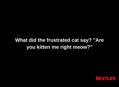 What did the frustrated cat say? "Are you kitten me right meow?"