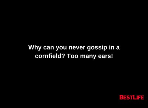 Why can you never gossip in a cornfield? Too many ears.