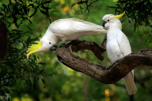 two cockatoos in a tree