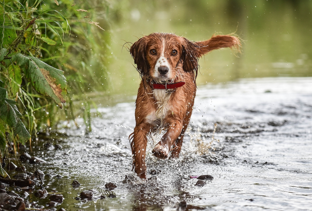 Brown Cocker Spaniel running in shallow water