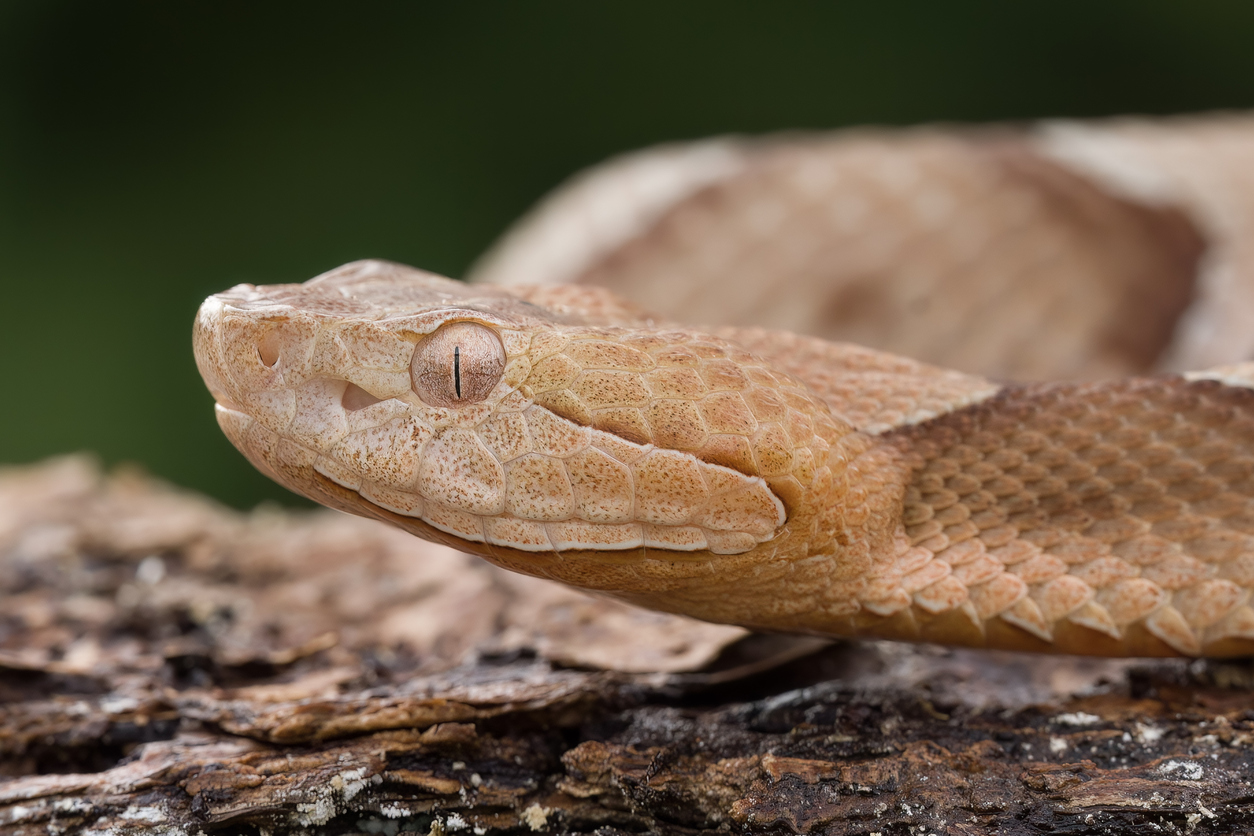 A closeup of a copperhead snake