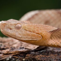 A closeup of a copperhead snake