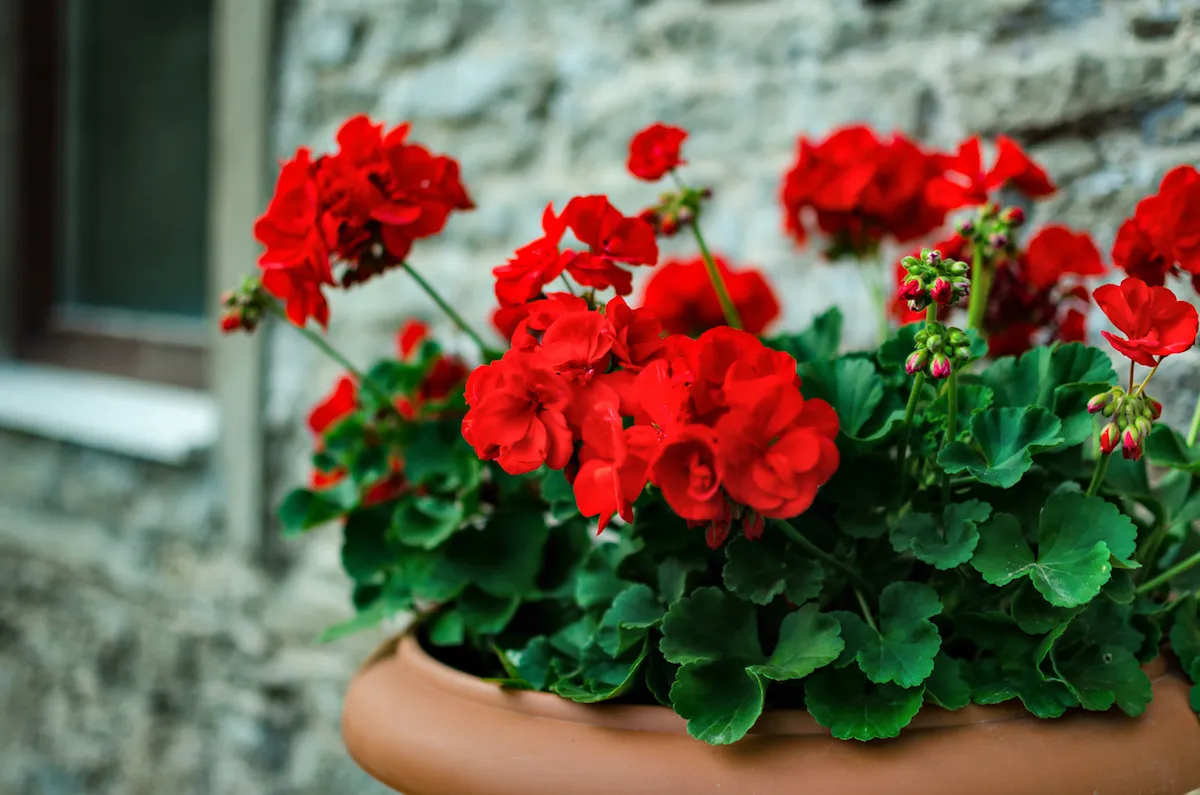 Red garden geranium flowers in pot against a stone house