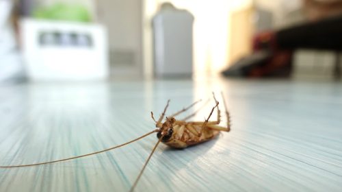 how to get rid of cockroaches - dead cockroach on the floor