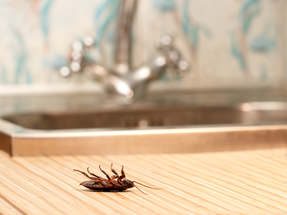 how to get rid of cockroaches - dead cockroach in front of the kitchen sink