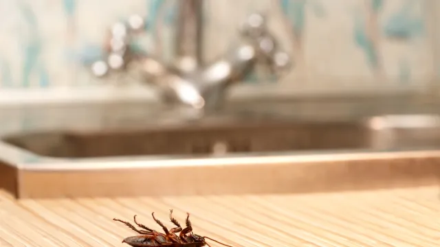 how to get rid of cockroaches - dead cockroach in front of the kitchen sink