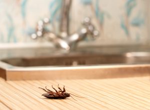 how to get rid of cockroaches - dead cockroach in front of the kitchen sink