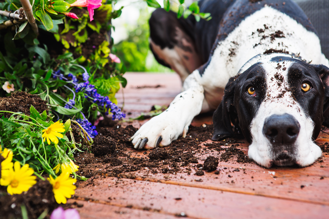 A Great Dane sitting with dirt on its head after digging in a garden