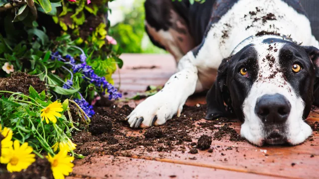 A Great Dane sitting with dirt on its head after digging in a garden