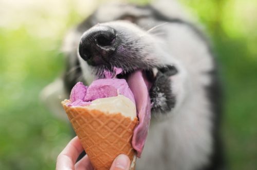 funny dog eating an ice cream cone