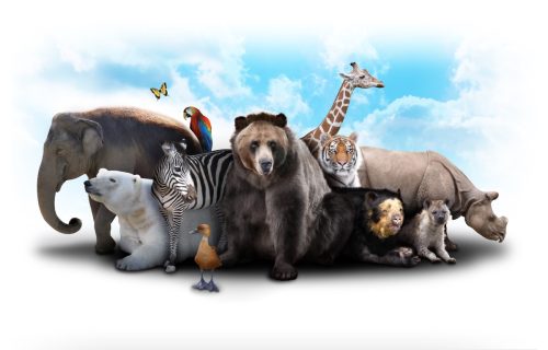 collage of animals against a white background