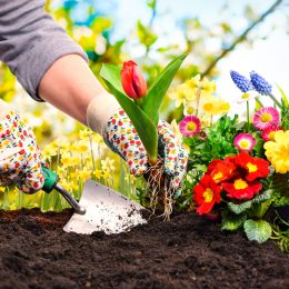 Gardeners hands planting colorful flowers