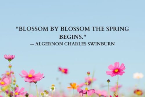 "Blossom by blossom the spring begins." — Algernon Charles Swinburn