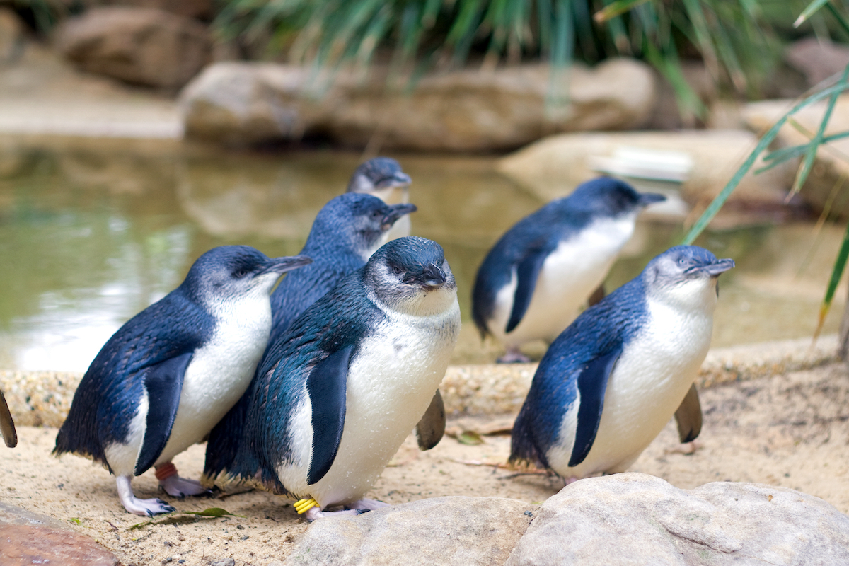 Little Penguins in Featherdale Wildlife Park in Australia