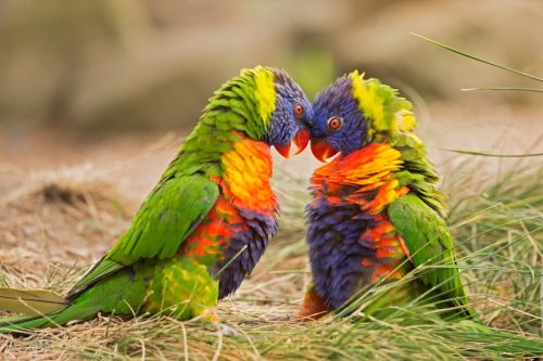two lorikeets pressing their heads together