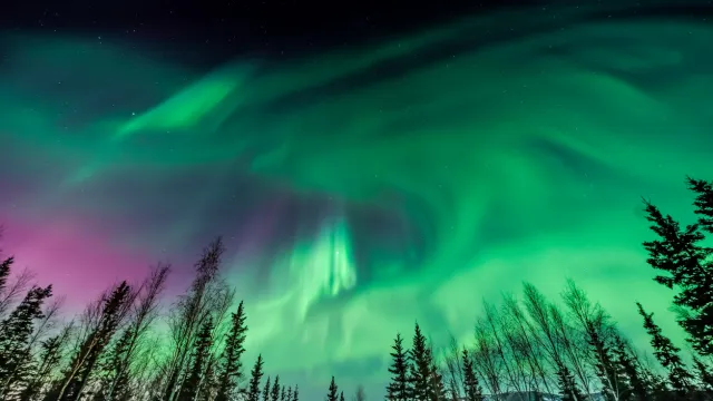 The Northern Lights in the night sky above a forest