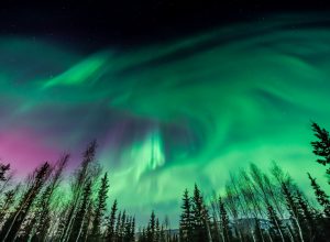 The Northern Lights in the night sky above a forest