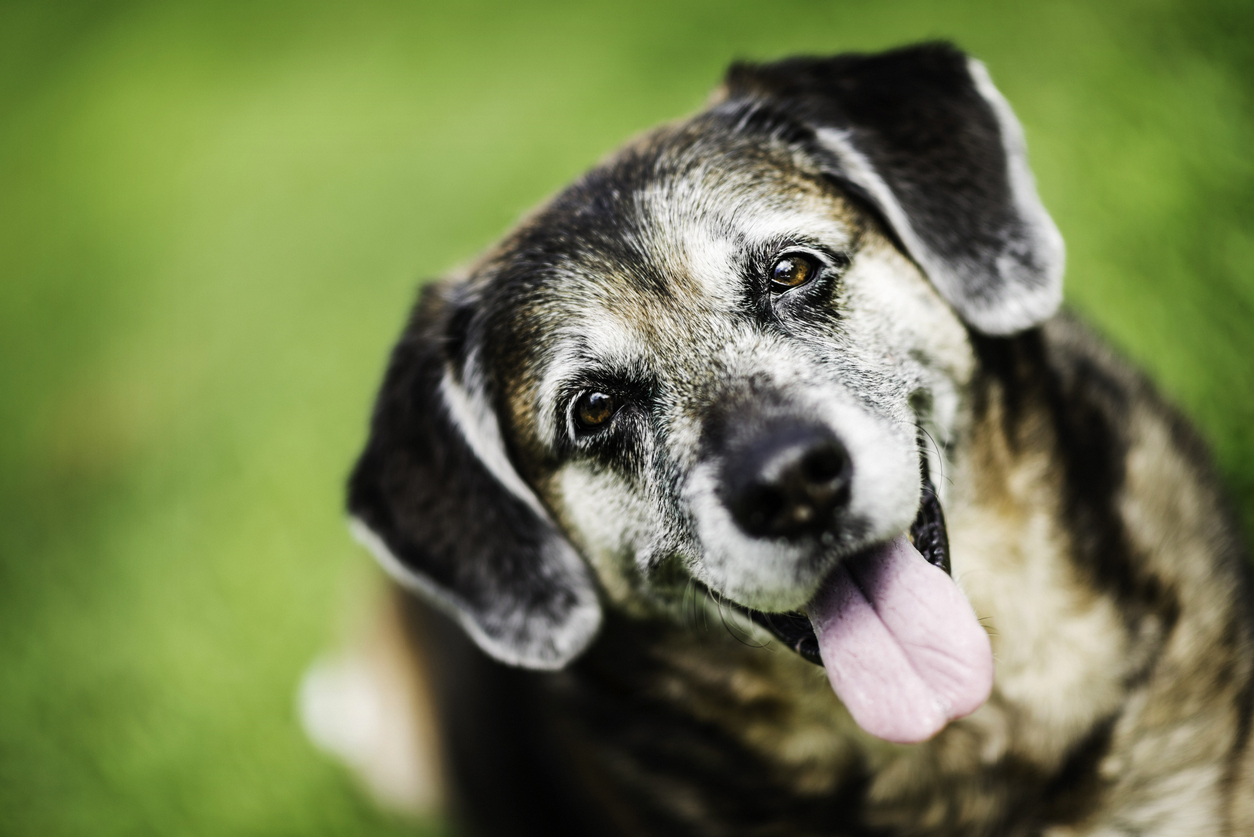 An older dog smiling with its tongue out
