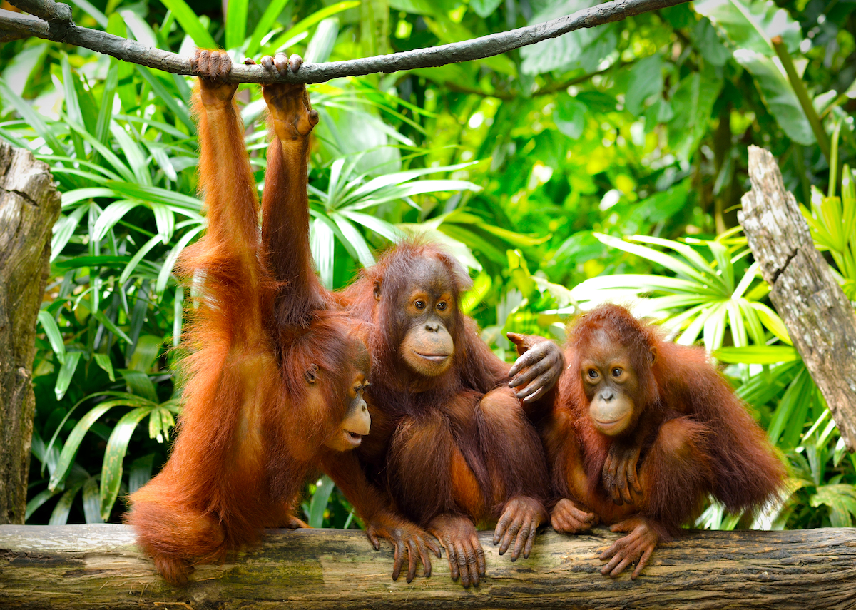 orangutans sitting on a tree in the forest