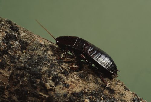 how to get rid of cockroaches - oriental cockroach