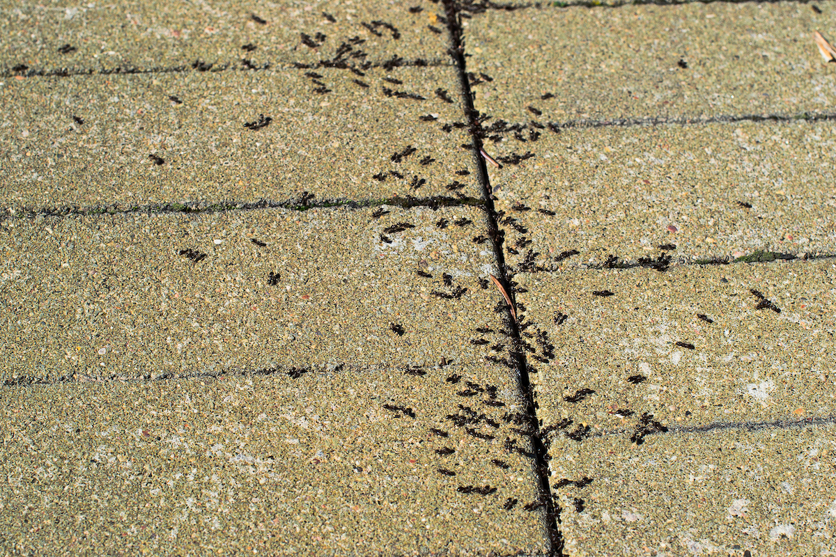pavement ants in sidewalk cracks