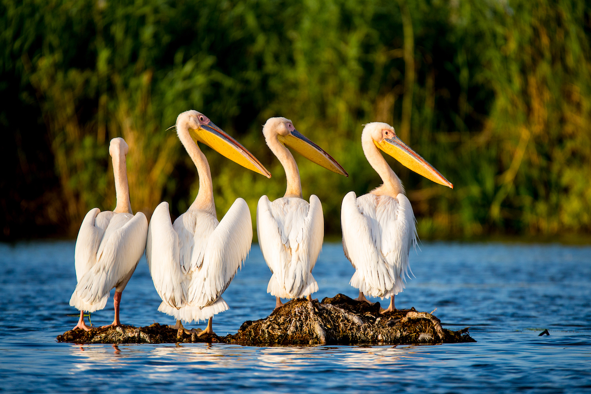 four pelicans sitting in the middle of a river