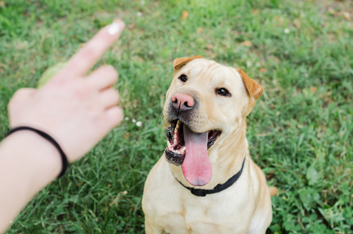 Person pointing a finger at a dog with its tongue out while outside in the grass