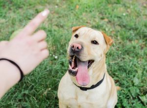 Person pointing a finger at a dog with its tongue out while outside in the grass