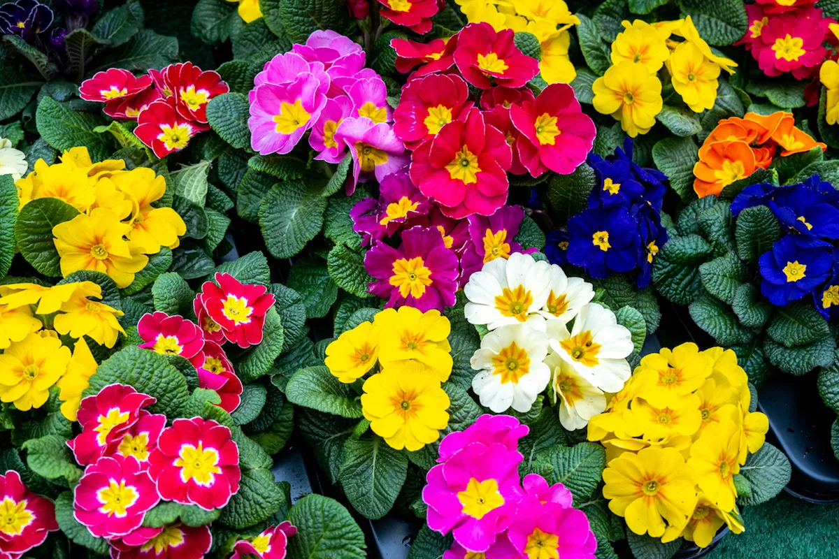 Primrose flowres in pink, red, yellow, and white