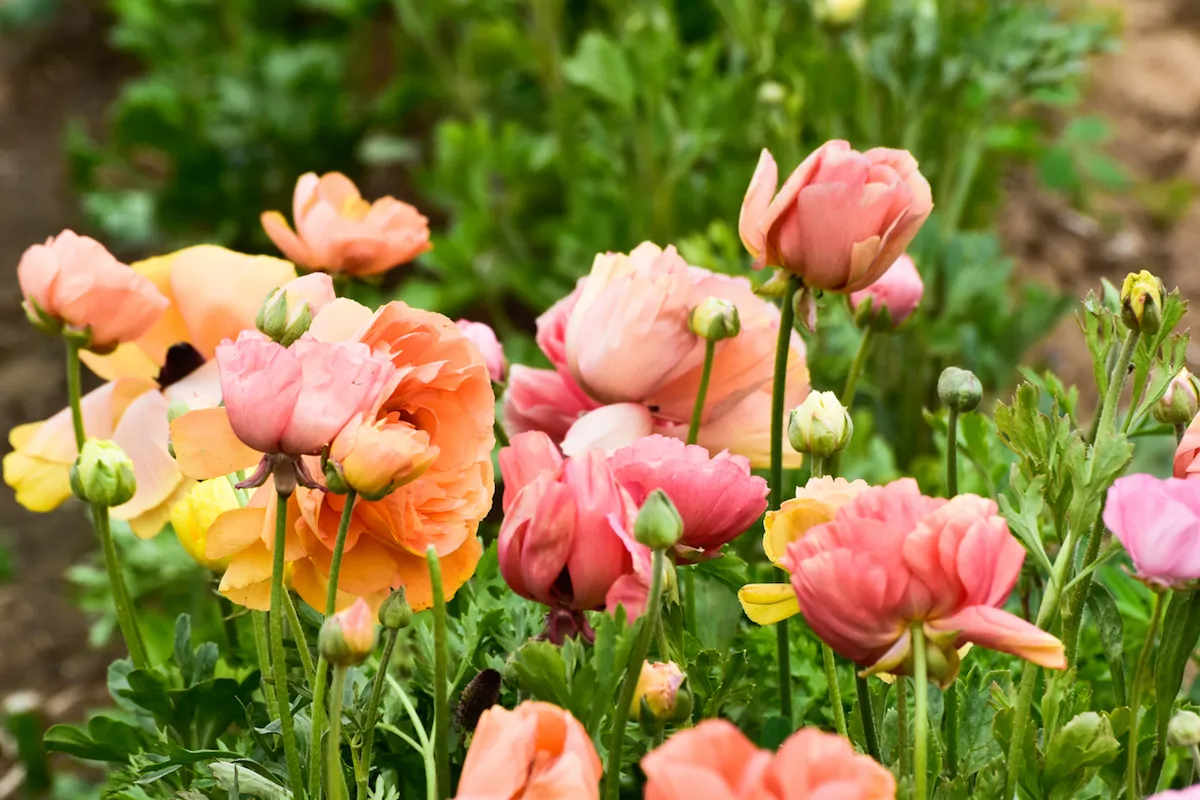 pink and peach Ranunculus Flowers