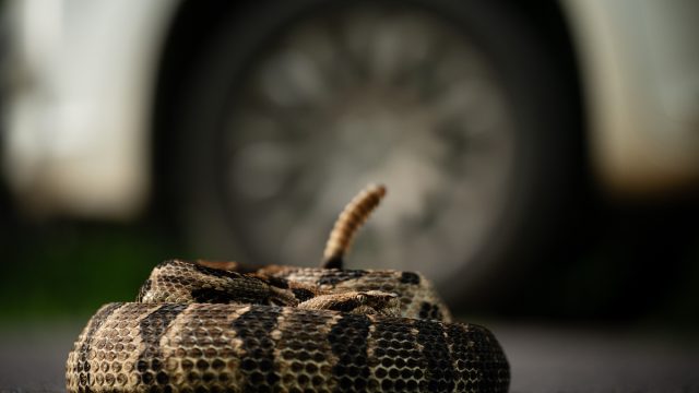 Woman Finds Rattlesnake Living in Her Car for 2 Weeks — Best Life