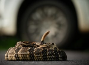 Timber rattlesnake coiled next to car wheel