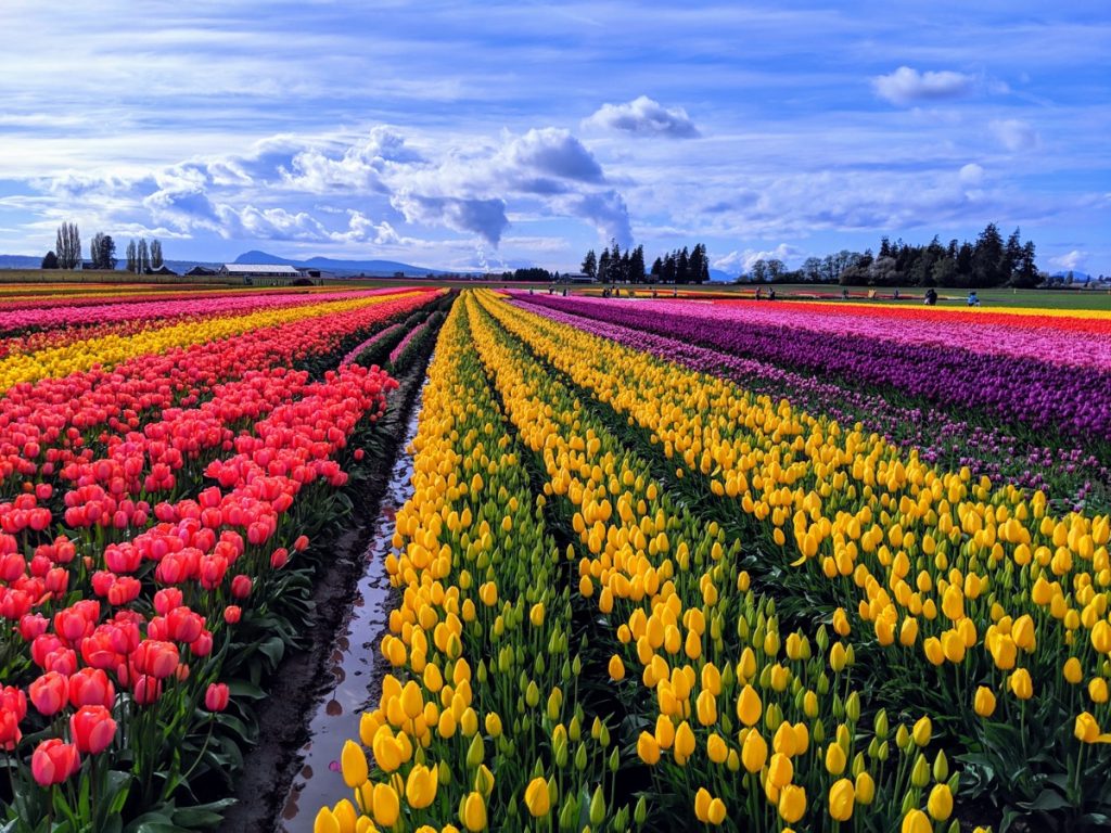 multi-colored tulip fields in skagit valley, washington