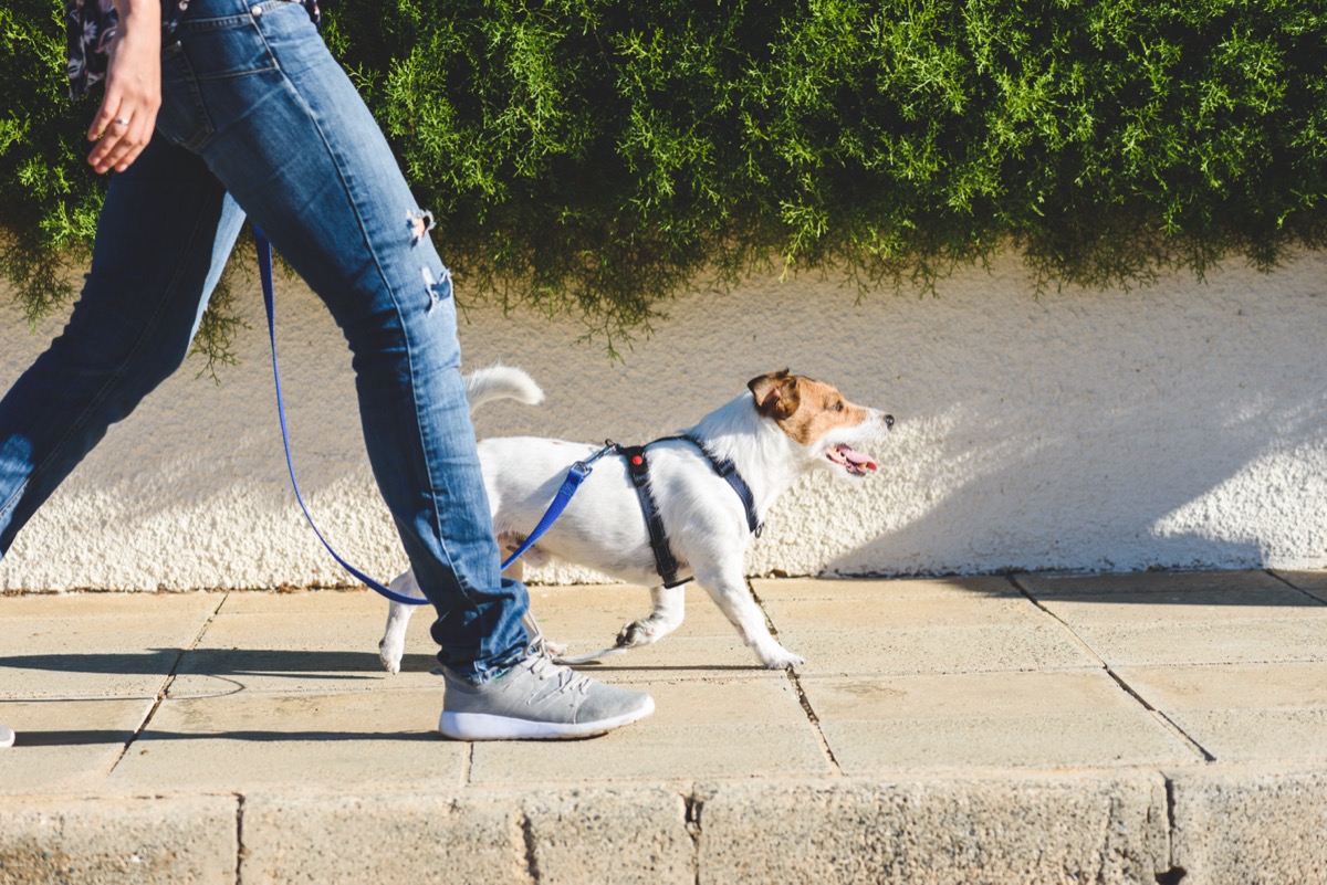 person walking jack russell terrier