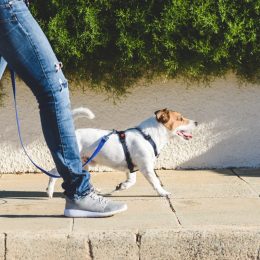 dog walker walking jack russell terrier