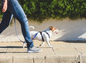 dog walker walking jack russell terrier