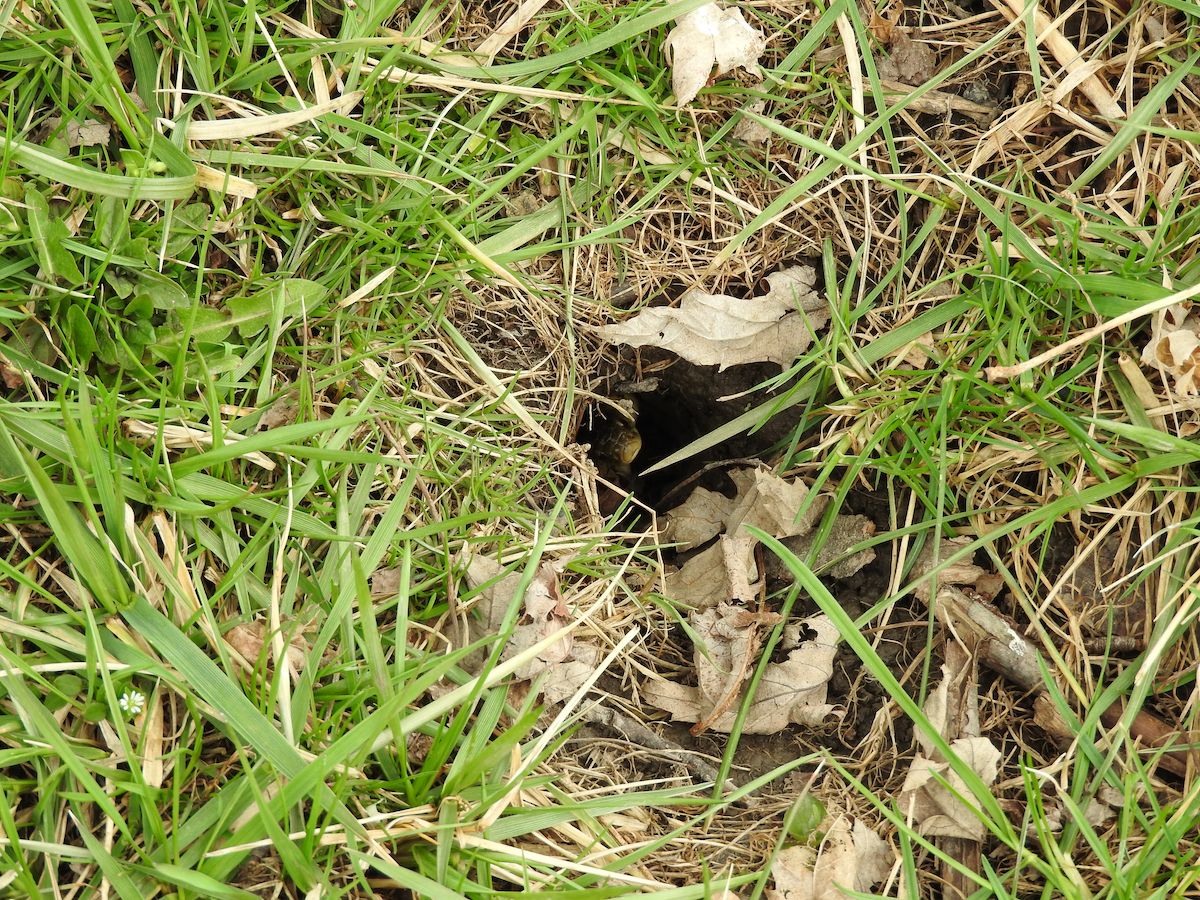 How to Spot Snake Holes in Your Yard — Best Life