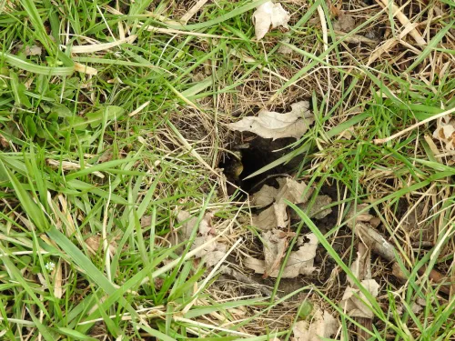 Snake Head Peaking out of a Hole in dirt around grass and leaves