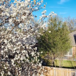 Blooming white flower of Bradford pear or Pyrus calleryana, Callery at typical backyard suburban single family home, Dallas, Texas, springtime blossom near roof shingles, wooden fence, clear sky. USA