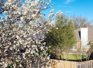 Blooming white flower of Bradford pear or Pyrus calleryana, Callery at typical backyard suburban single family home, Dallas, Texas, springtime blossom near roof shingles, wooden fence, clear sky. USA